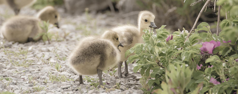 Goslings Exploring Photograph by Tracy Winter