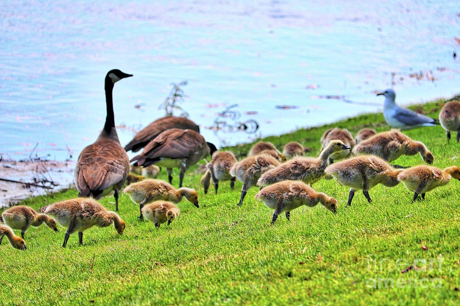 Goose Photograph - Goslings Galore by Carol Groenen