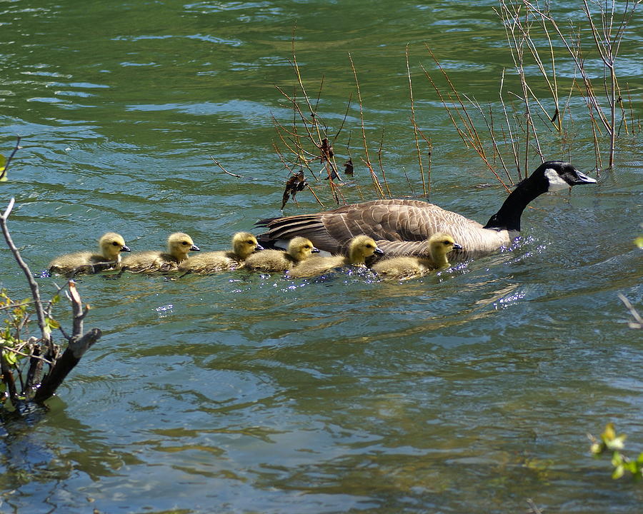 Goslings in a Row Photograph by Ben Upham III Goslings in a Row Photograph by Ben Upham III