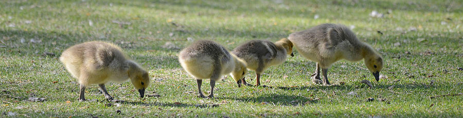 Canada Goose Photograph - Goslings In A Row by Whispering Peaks Photography Canada Goose Photograph - Goslings In A Row by Whispering Peaks Photography