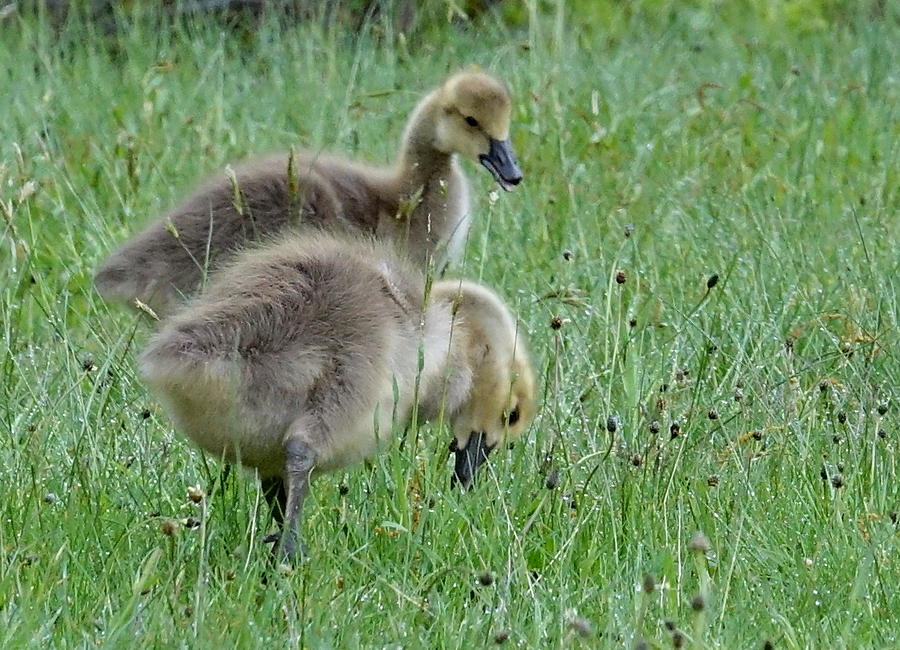 Goslings In Grass Photograph by Lori Lafargue