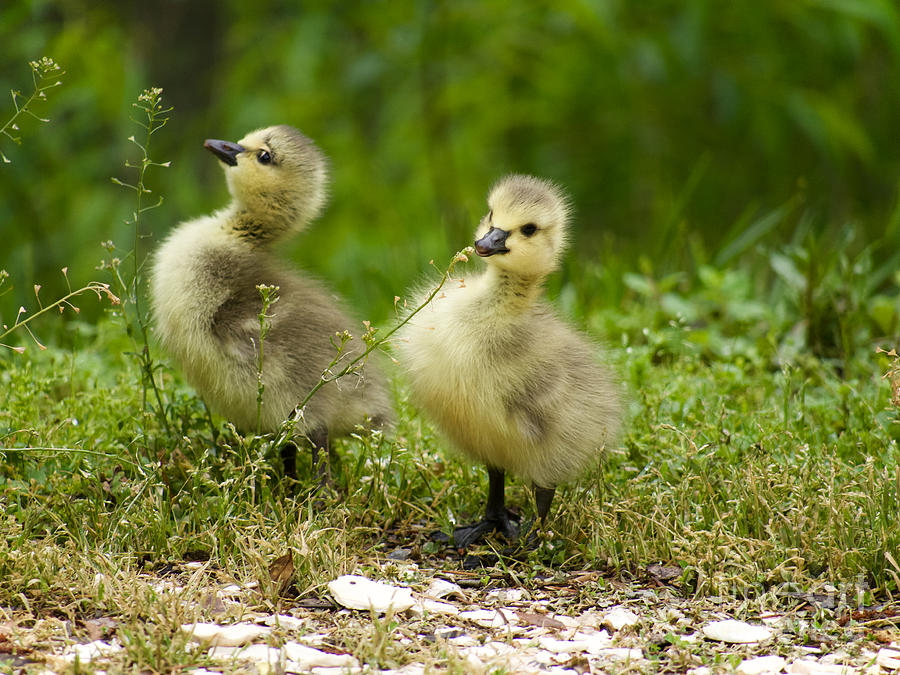 Goslings in May Photograph by Rachel Morrison