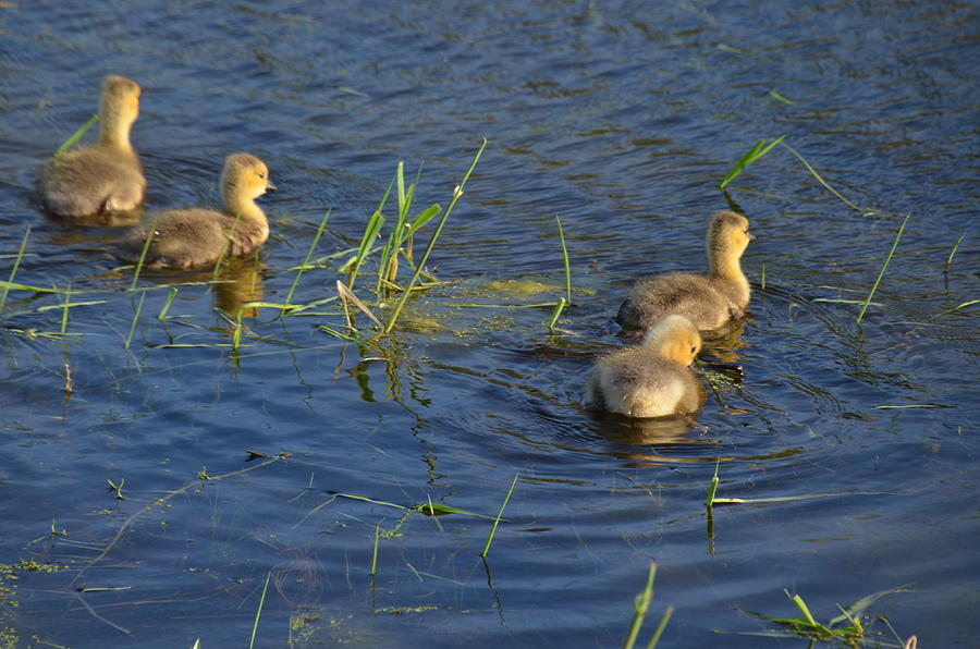 Goslings Photograph by Janice Adomeit