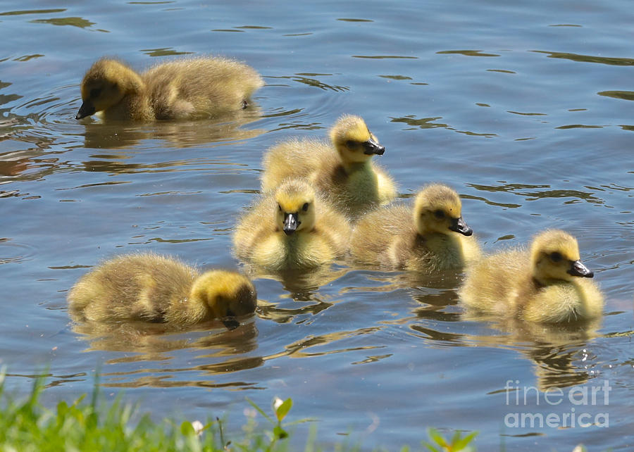 Goslings on Lake Ella Photograph by Carol Groenen