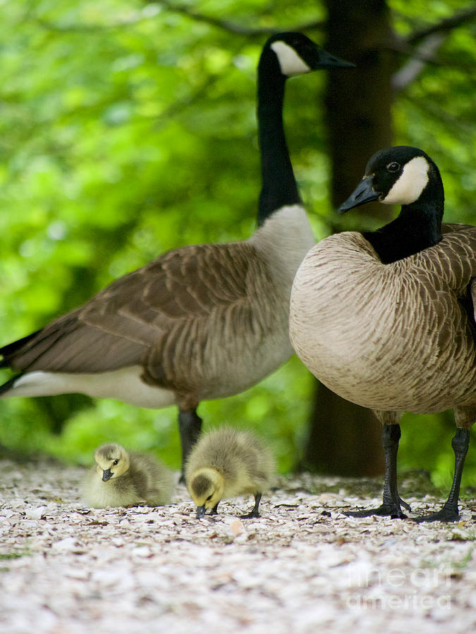 Goslings with Mom and Dad Photograph by Rachel Morrison | Fine Art America