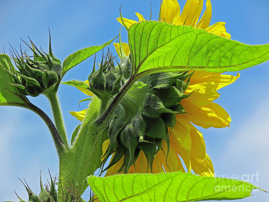 Gospel Flat Sunflower #2 Photograph by Joyce Creswell