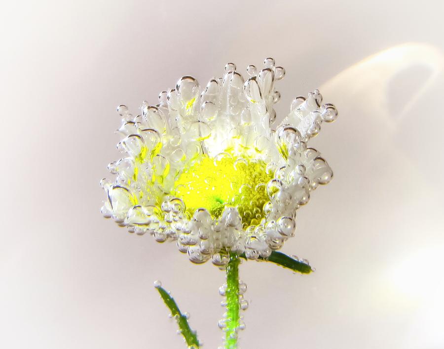 Daisy Photograph - Gossamer by LeAnne Perry