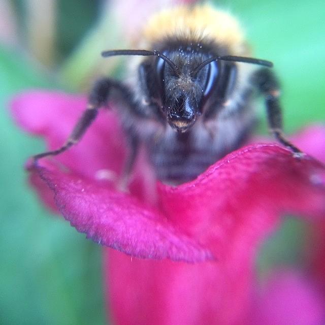 Closeup Photograph - Got A Close Up Of A Bee Using My Macro by Chloe Ingham