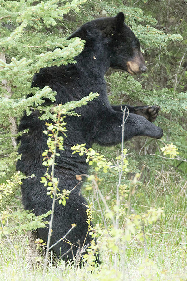 Got an itch Photograph by Debra Wales - Fine Art America