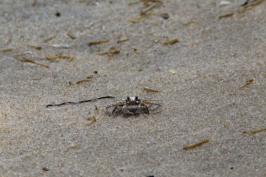 Got Crab Photograph by David Stasiak