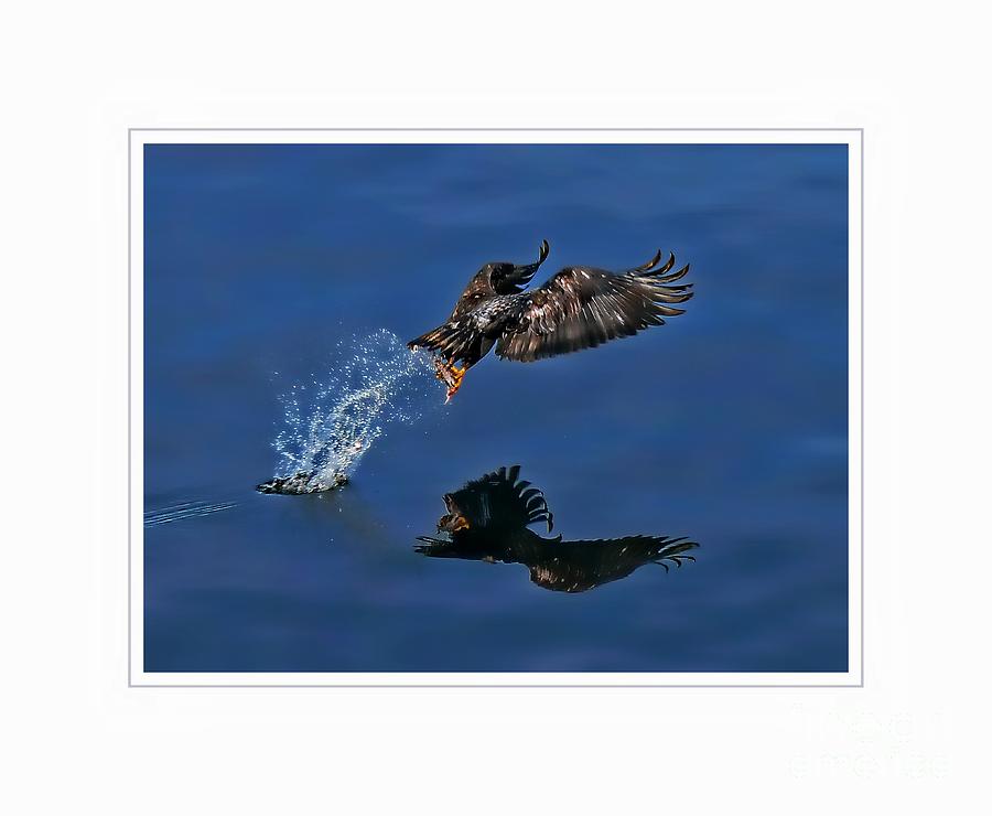 Eagle Photograph - Got It by Gail Bridger