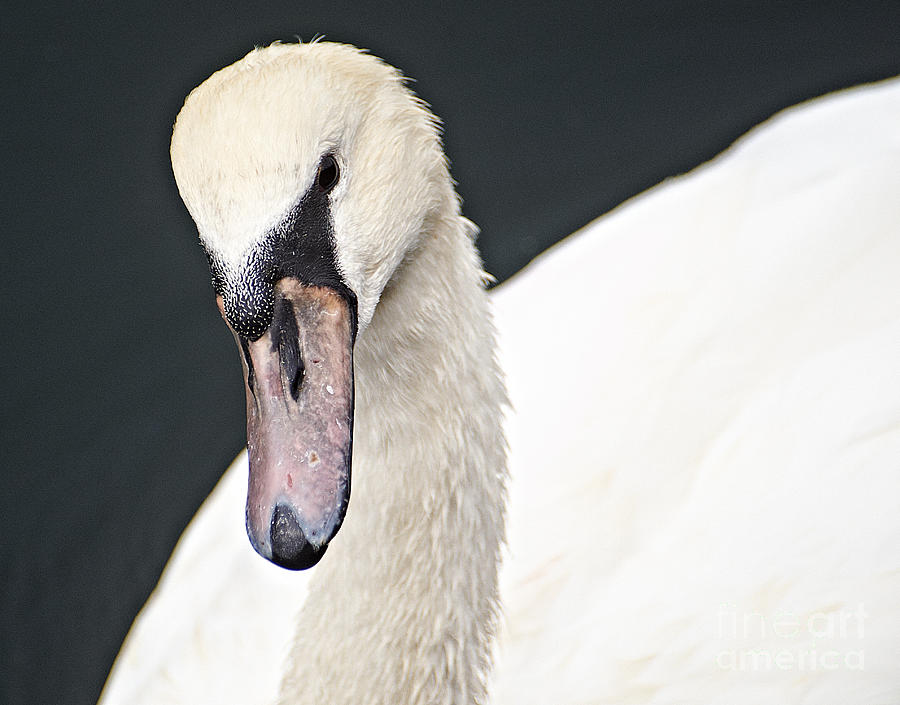 Swan Photograph - Got My Eye On You  by Pete Moyes
