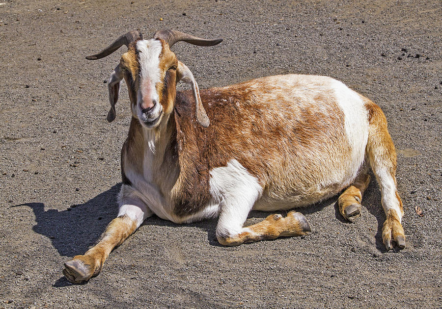 Got My Goat Photograph by Bob Slitzan