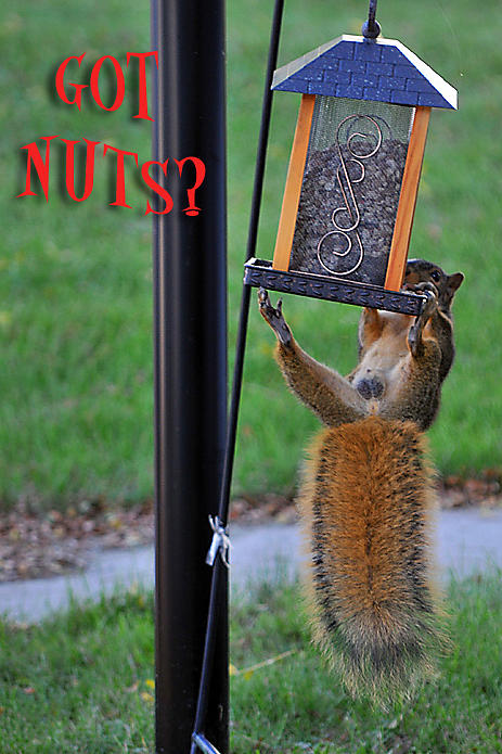 Got Nuts Photograph by Gene Tatroe