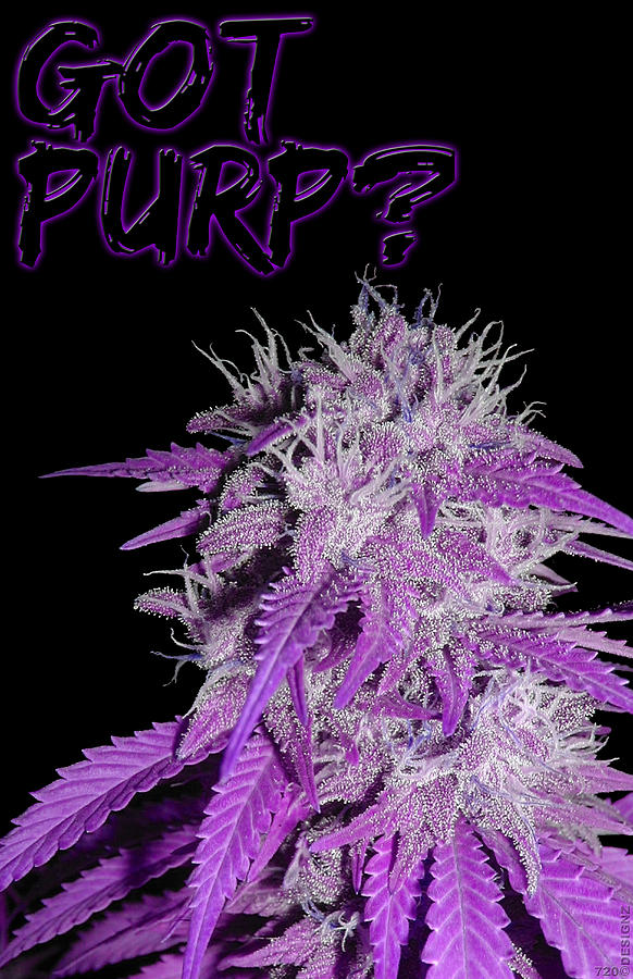 Cannabis Digital Art - Got Purp 1 by Joshua Fox