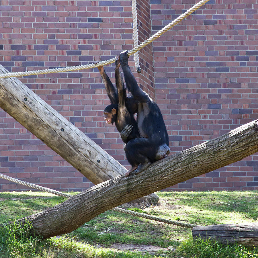 Chimpanzee Photograph - Got You by Miroslava Jurcik