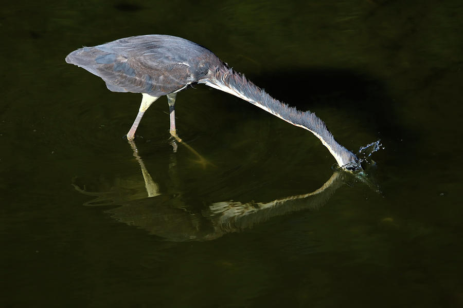 Heron Photograph - Gotcha by Donna Kennedy