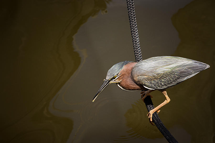 Gotcha - Green Heron Has Grabbed a Fish Photograph by Mitch Spence