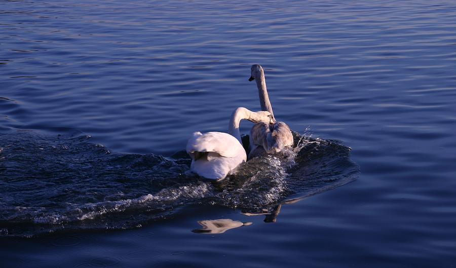 Swan Photograph - Gotcha by Martina Fagan