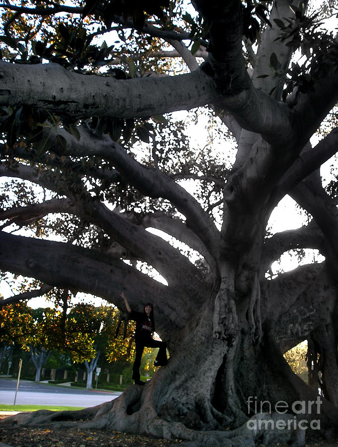 Gothic darkness. Baobab tree and Sofia Photograph by Sofia Goldberg ...