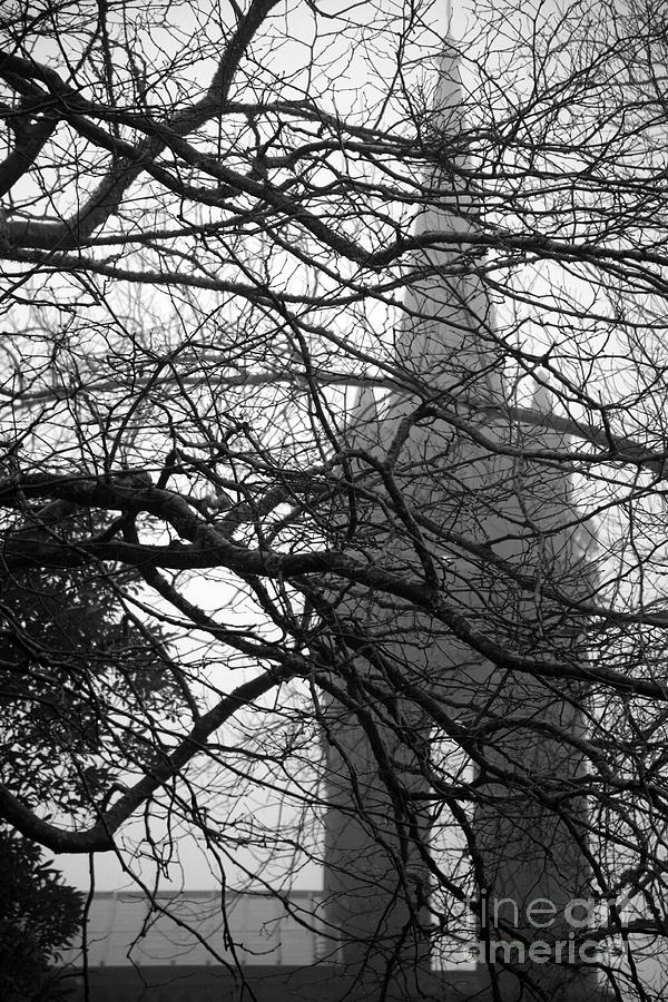 Tree Photograph - Gothic by Gaspar Avila