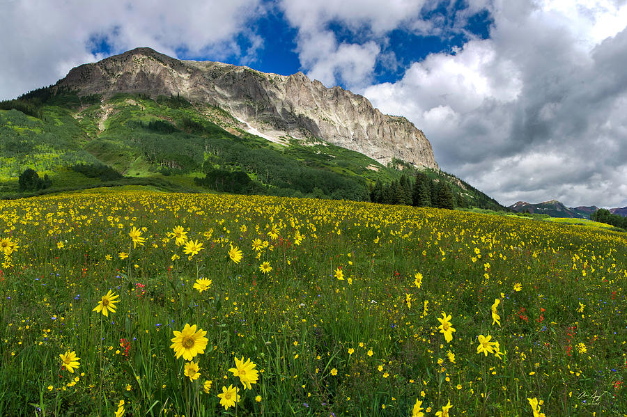 Gothic Mountain Wildflowers Photograph by Aaron Spong
