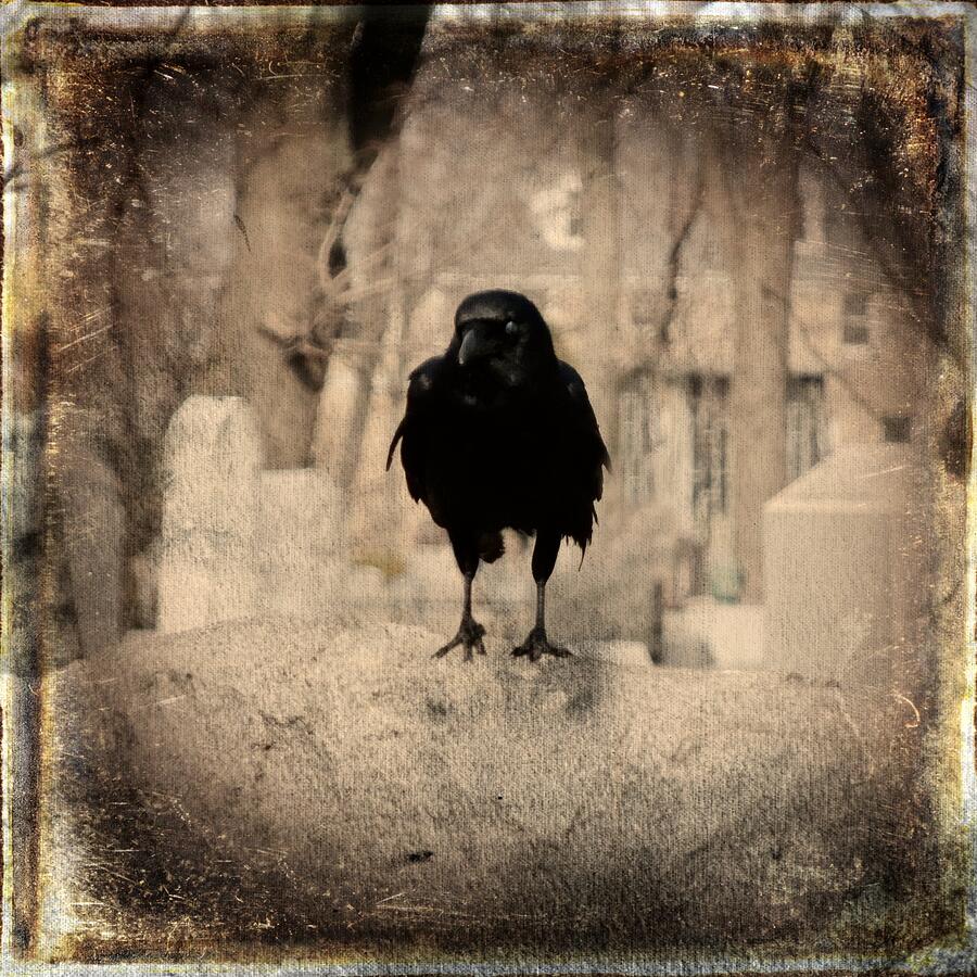 Gothic Sepia Crow Photograph by Gothicrow Images - Fine Art America