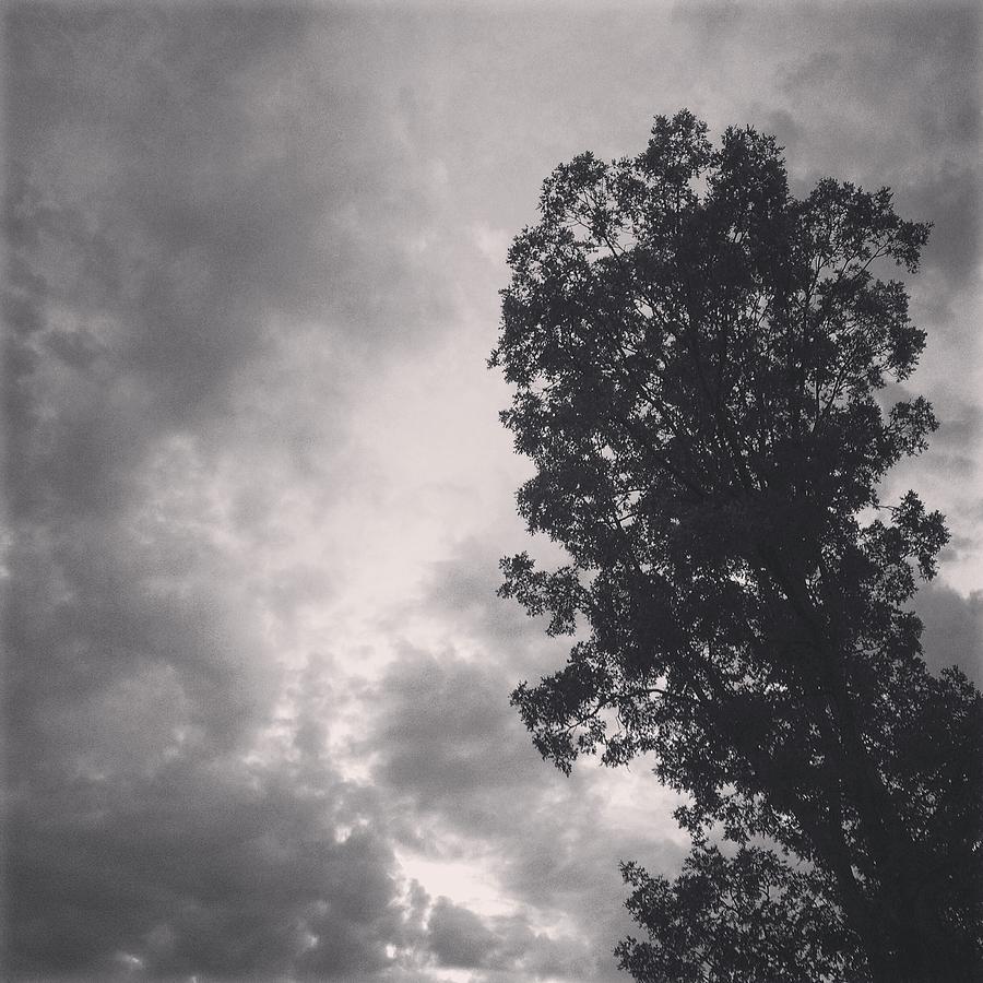 Gothic Tree Monochrome Photograph by Ellie Kahana - Fine Art America