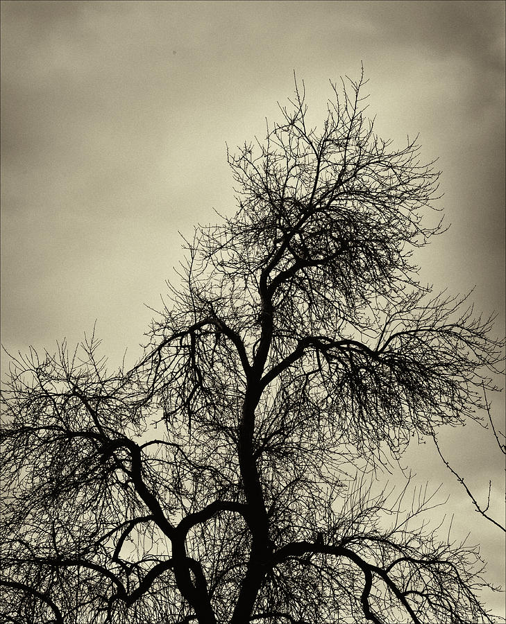 Gothic Tree Photograph by Robert Ullmann