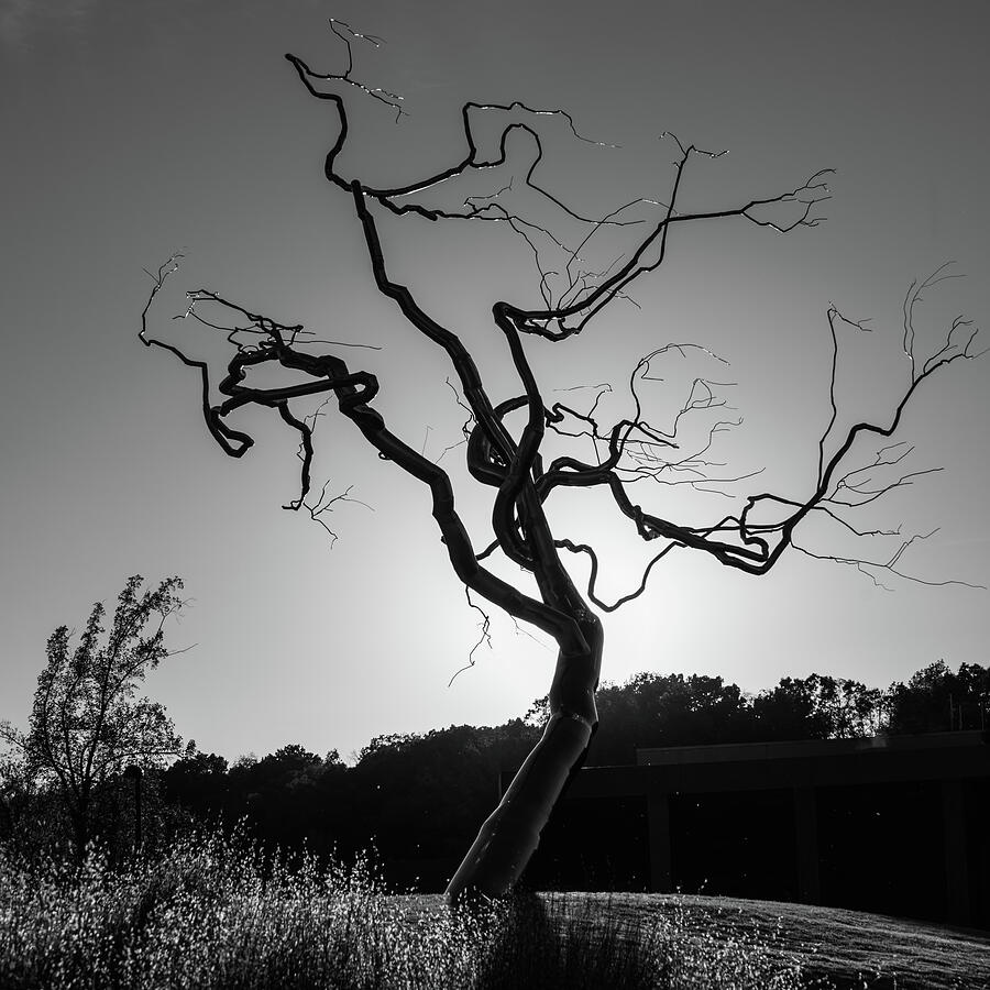 Gothic Tree Drawing