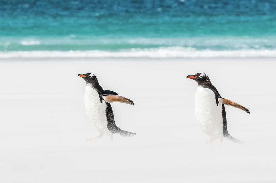Gentoo penguins caught in a sand storm. Photograph by Usha Peddamatham
