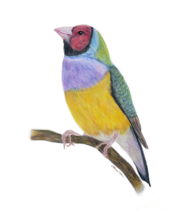 Gouldian Finch Colored Pencils Painting by Olga Hamilton