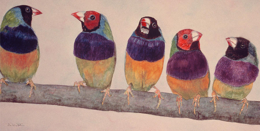 Gouldian Finches by Dee Van Houten Gouldian Finches by Dee Van Houten