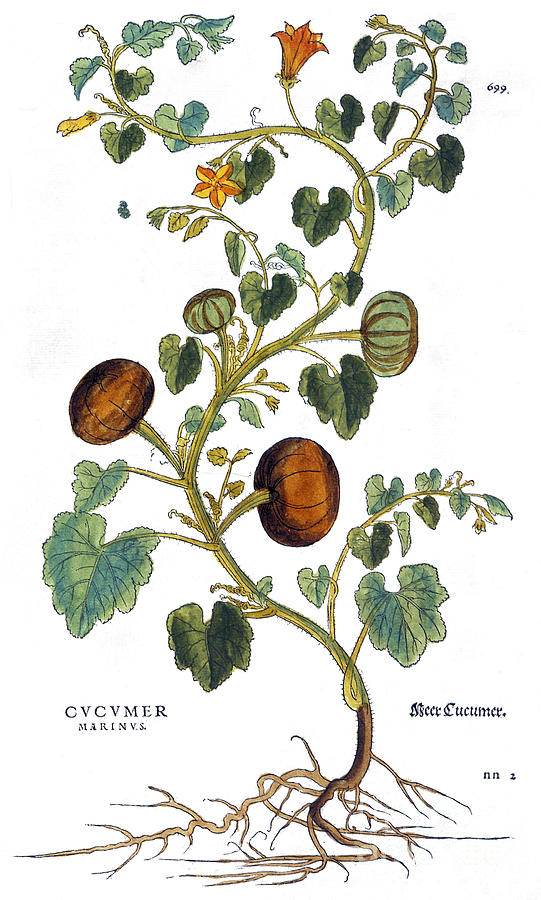 Gourd, 1735 Photograph by Granger