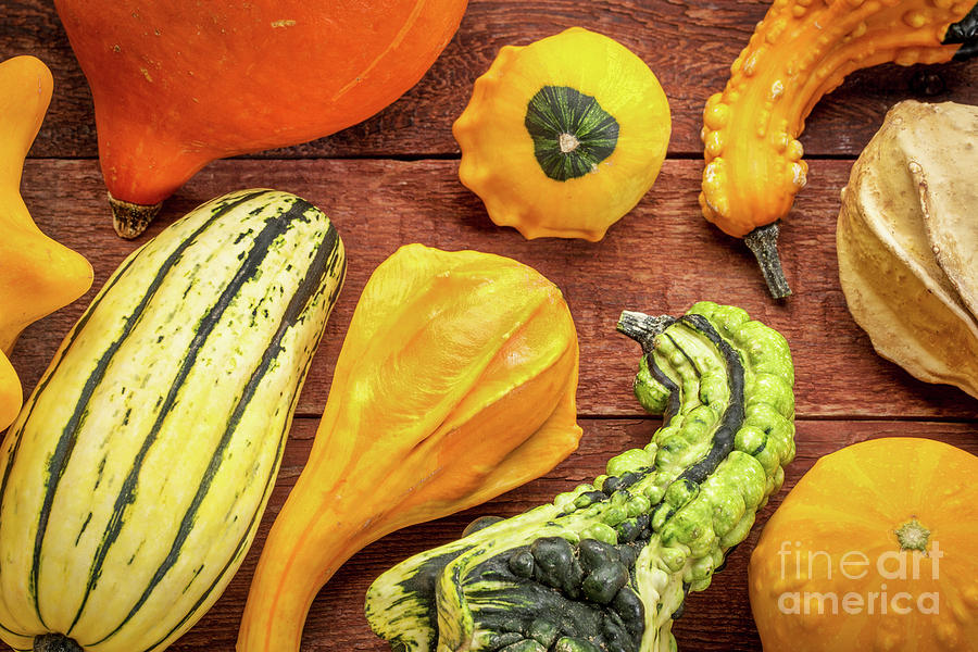 Gourd And Winter Squash Collection Photograph by Marek Uliasz