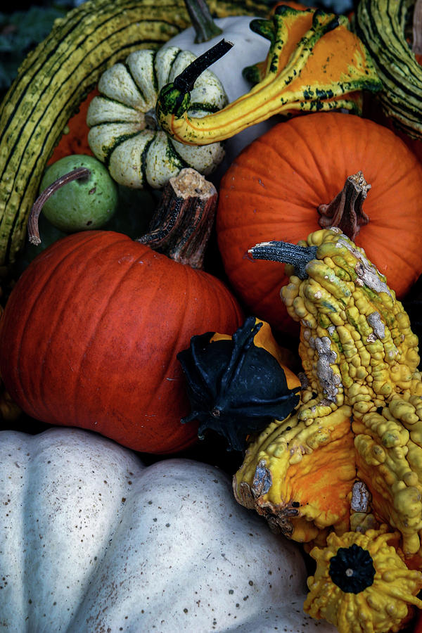 Gourd Harvest 4757 H_2 Photograph by Steven Ward