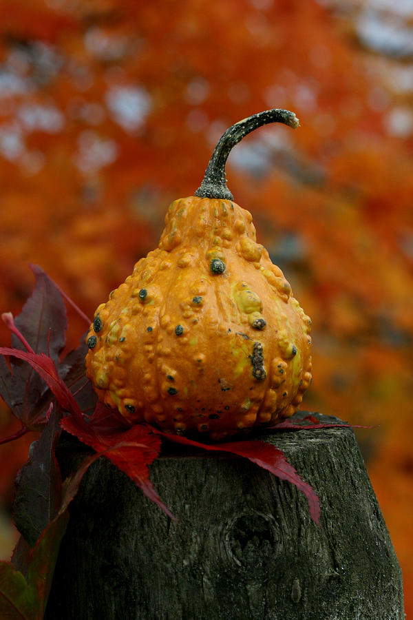 Gourd on a Stump Photograph by Tammy Pool