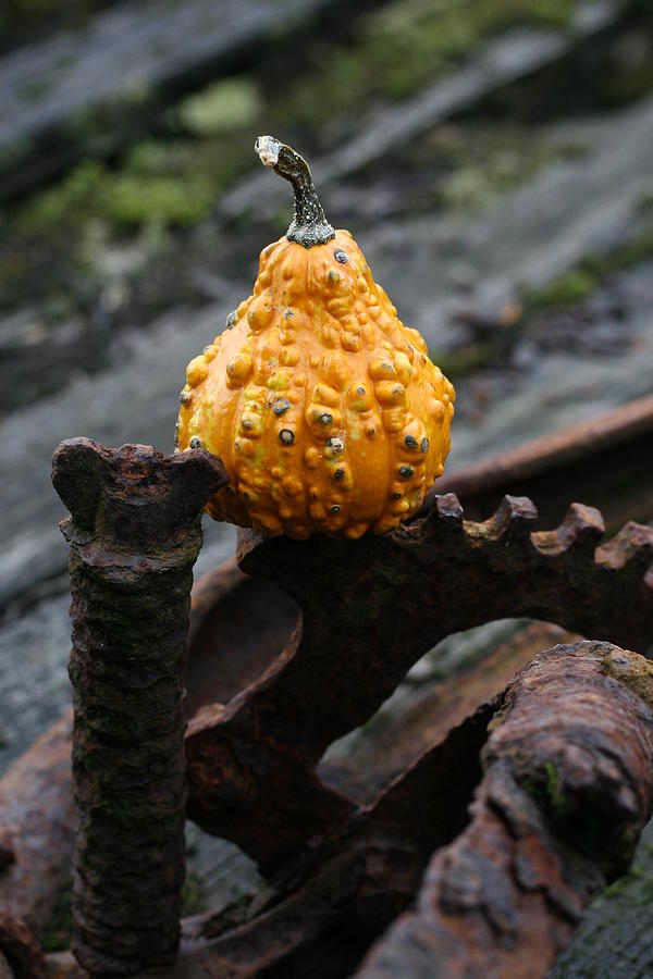 Gourd on Rusty Gear Photograph by Tammy Pool