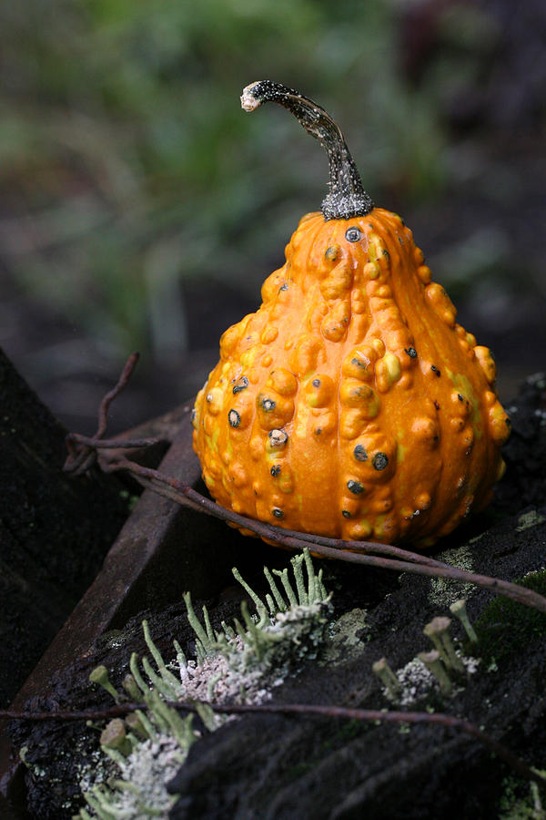 Gourd with Pixie Cup Lichen Photograph by Tammy Pool