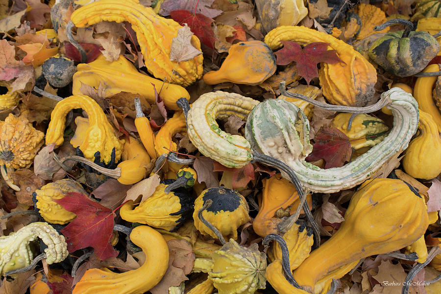 Fall Photograph - Gourds and Autumn Leaves #2 by Barbara McMahon