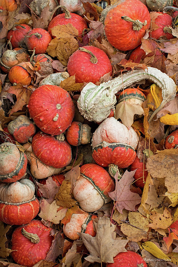 Gourds and Autumn Leaves Photograph by Barbara McMahon