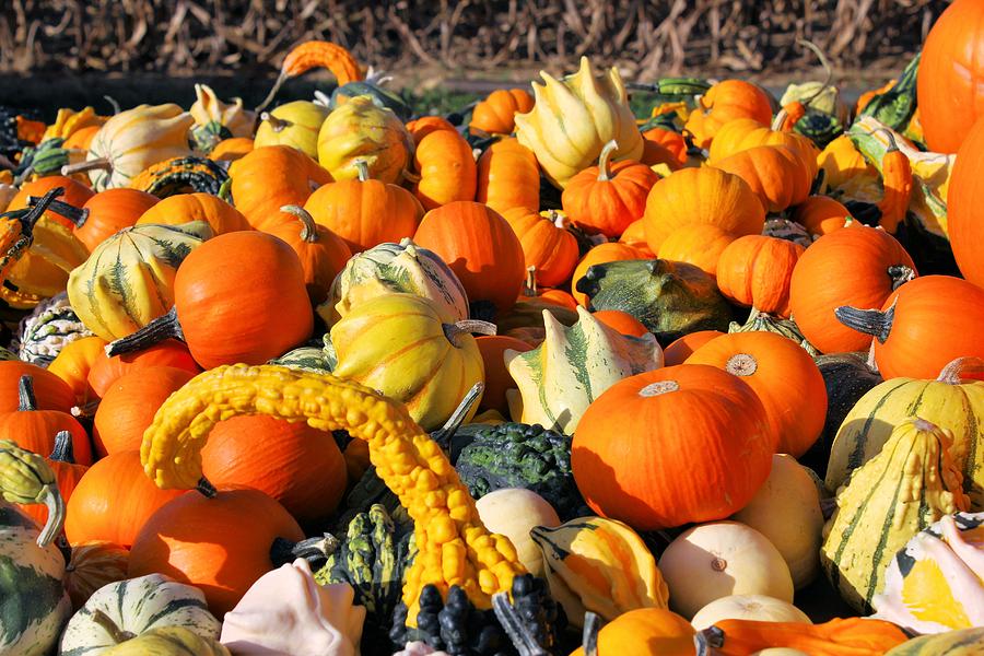 Gourds And Pumpkins Photograph