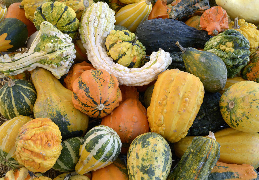 Gourds at a Virginia Farmers Market Photograph by Brendan Reals | Fine ...