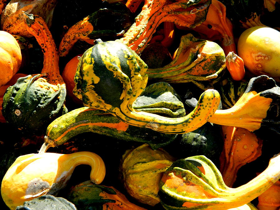 Fall Photograph - Gourds Galore by Arlane Crump