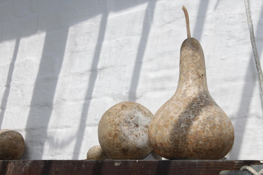 Gourds in Shadow Photograph by Lauri Novak