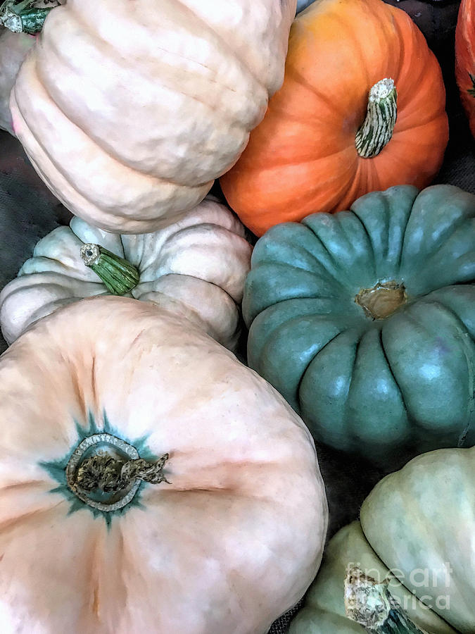Gourds Photograph by Janice Drew