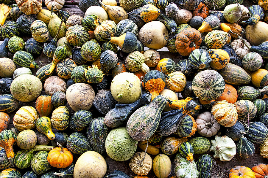 Gourds Pumpkins - Wisconsin  Photograph by Steven Ralser
