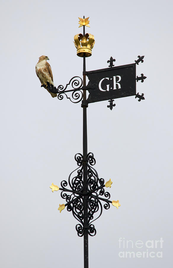 Governors Palace Hawk Photograph by Rachel Morrison