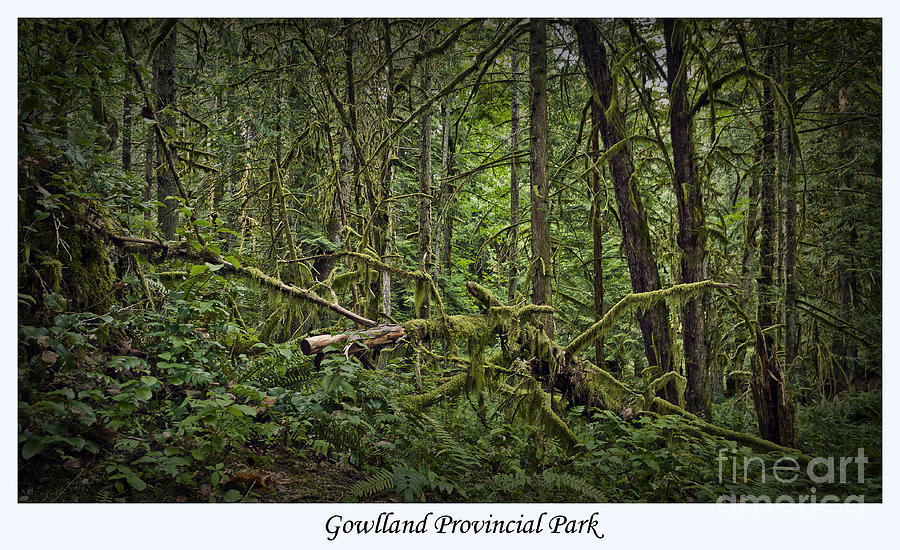 Tree Photograph - Gowlland Park Treescape by Dorothy Hilde