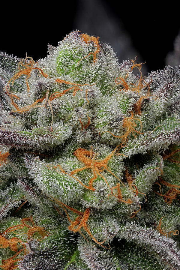 GoyardStrain Trichrome Macro Photograph by Weed Without Limits - Fine ...